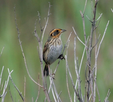 The Saltmarsh Sparrow. Credit: Dominic Sherony