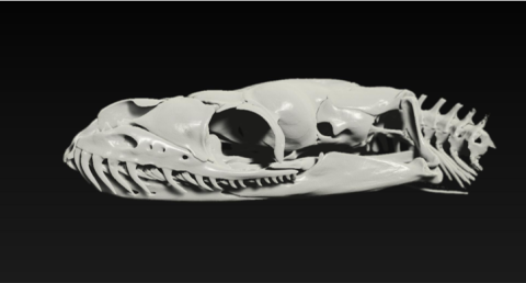 python skull